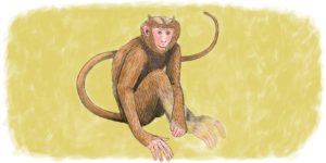 Monkey