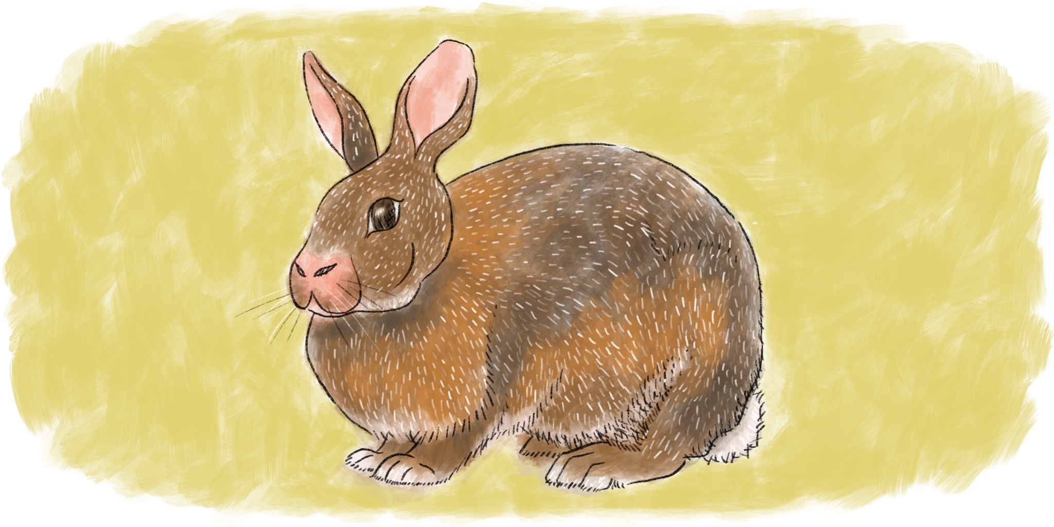 12 Animal Fortunes for the Fire Rabbit Month