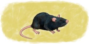 Rat